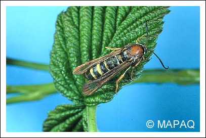 Rhizophage du framboisier