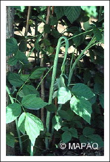 Mouche du framboisier