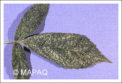 T�tranyque de McDaniel