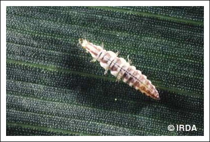 Chrysope aux yeux d'or