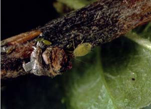 Puceron vert du pommier