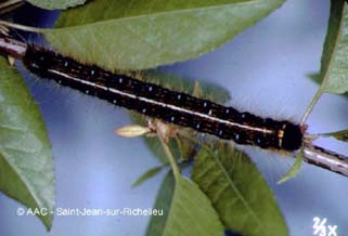 Livr�e d'Am�rique