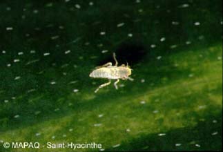 Cicadelle blanche du pommier