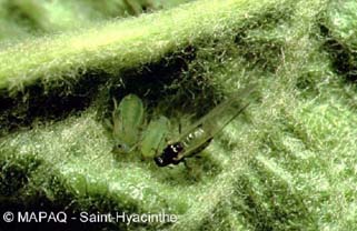 Puceron des gramin�es