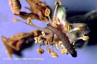 Pique-bouton du pommier