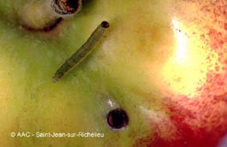 Tenthr�de de l'oseille