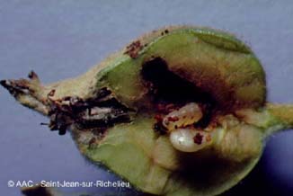 Charan�on de la prune