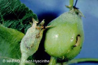 Hoplocampe des pommes