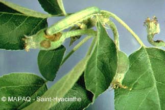 Noctuelle du fruit vert