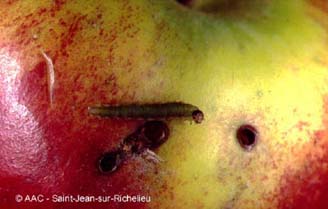 Tenthr�de de l'oseille