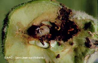 Hoplocampe des pommes