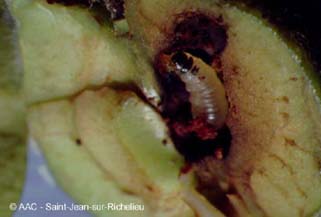 Charan�on de la prune