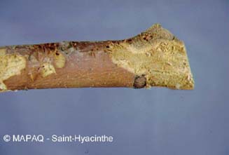 Scolyte des arbres fruitiers