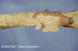 Scolyte des arbres fruitiers