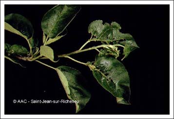 Tordeuse p�le du pommier