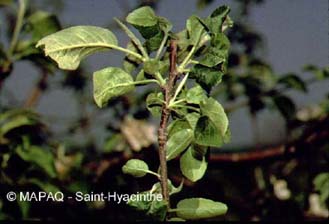 Puceron des gramin�es