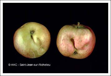 Noctuelle du fruit vert