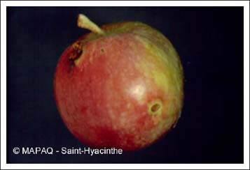 Carpocapse de la pomme