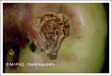 Petit carpocapse de la pomme