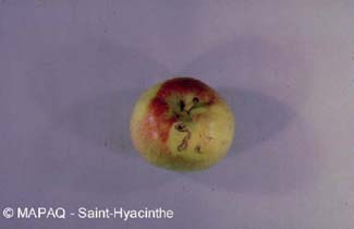 Tordeuse � bande rouge