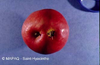 Tordeuse � bande rouge