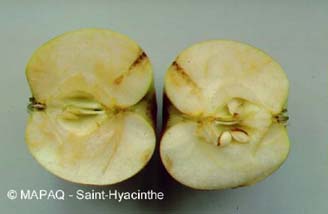 Tenthr�de de l'oseille