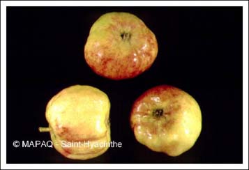 Puceron rose du pommier