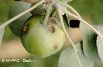 Noctuelle du fruit vert
