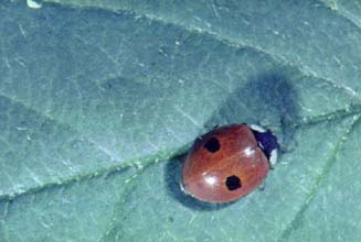 Coccinelle � deux points