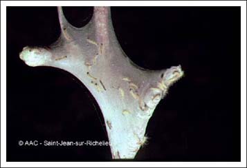 Chenille � tente estivale