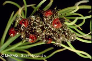 Punaises pentatomide pr�datrice