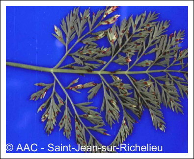 Cercospora carotae (Pass.) Solheim