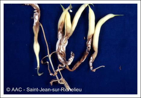 Sclerotinia sclerotiorum (Lib.) de Bary