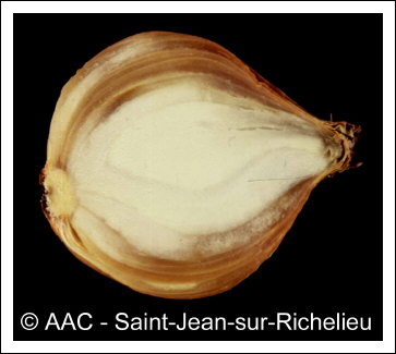 Pseudomonas cepacia Burkholder