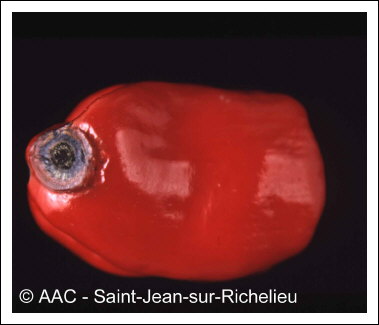 Alternaria solani Sorauer