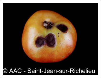 Alternaria solani Sorauer