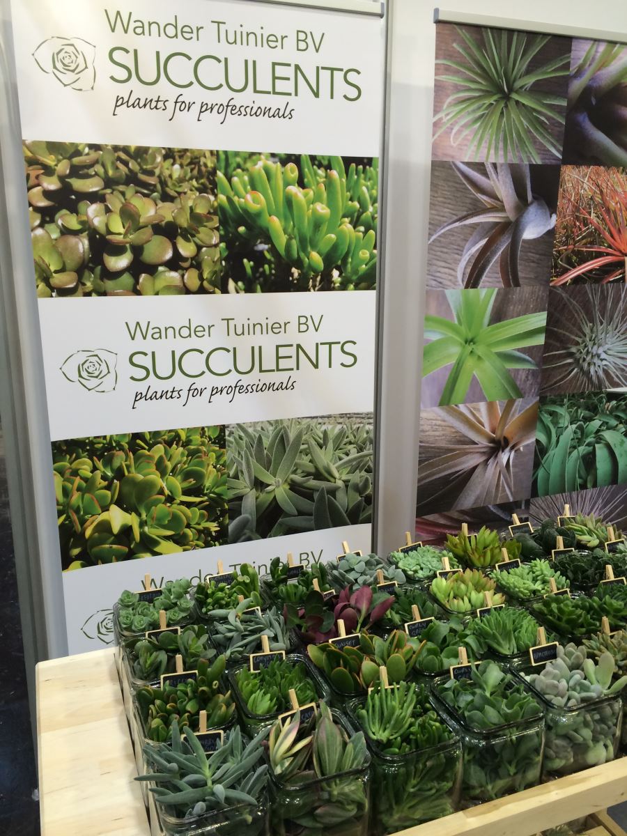 Multiplication des plantes succulentes