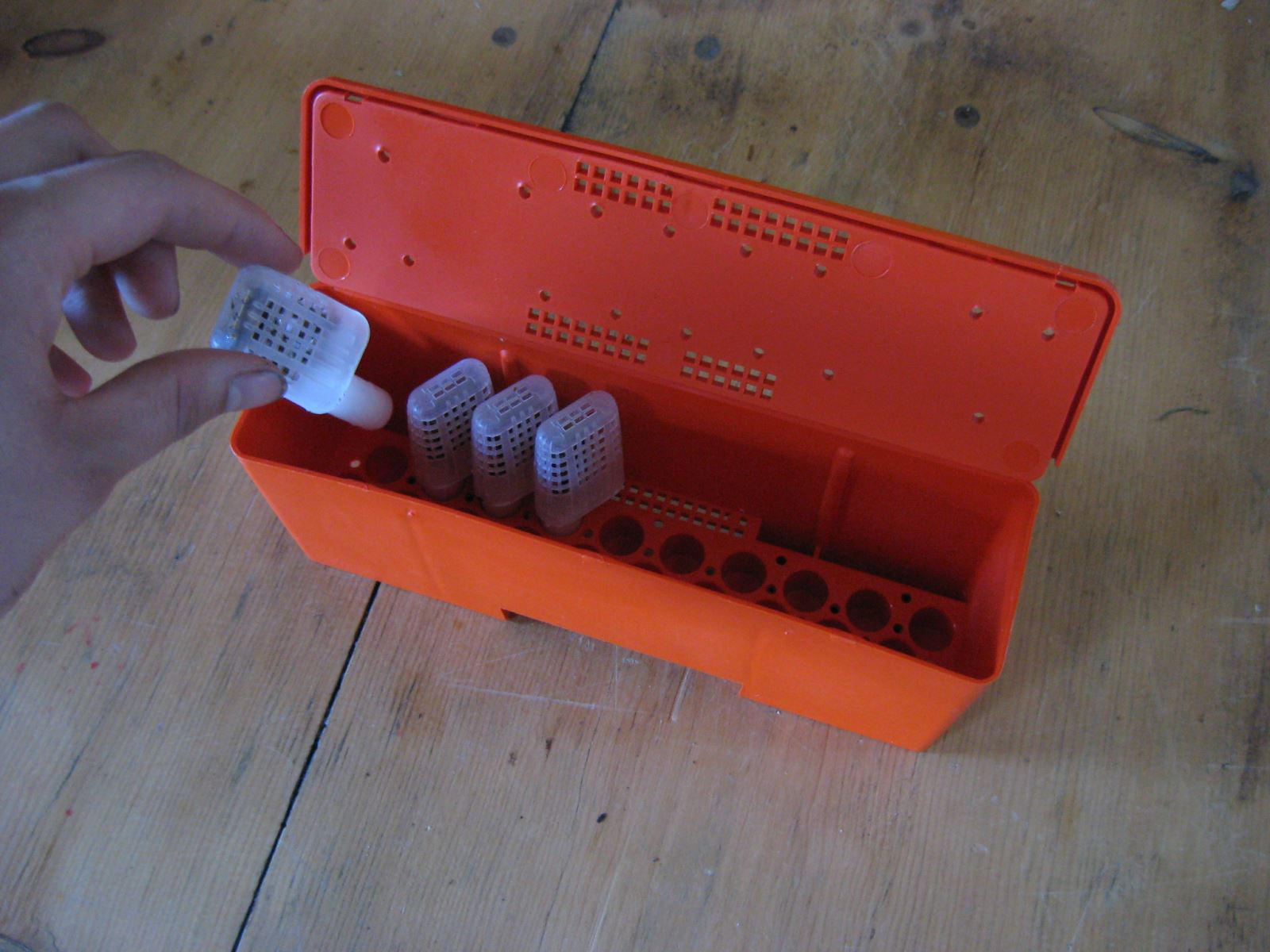 Reines dans leur boîte de transport | © Martine Bernier