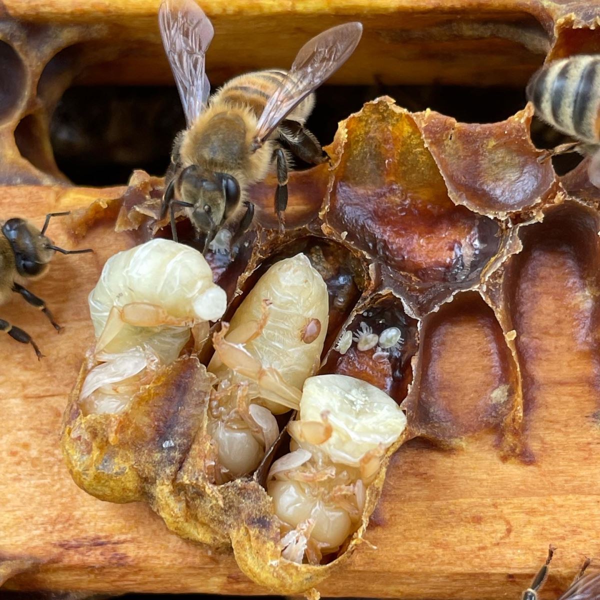 Pupes d’abeilles et varroas dans les alvéoles | © Laurence Plamondon